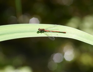 Large Red Damselfly on Iris leaf; nice hexagons from camera shutter