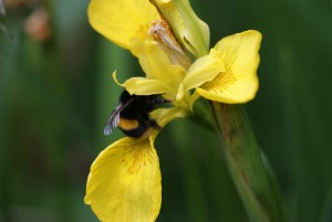 Queen Bufftail Bumblebee in Yellow Iris ... 