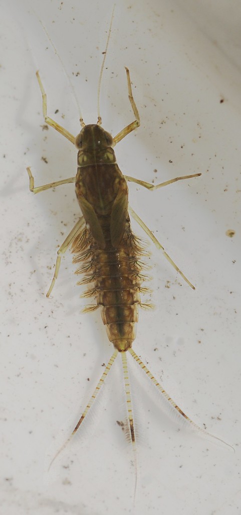Mayfly nymph in a (fairly) clean pond tray, more or less correctly exposed and in focus