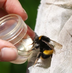 Queen Buff-Tailed Bumblebee drinking sugar water