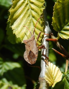 A handsome brown Shield Bug