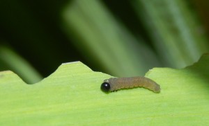 Iris Sawfly on Yellow Iris leaf