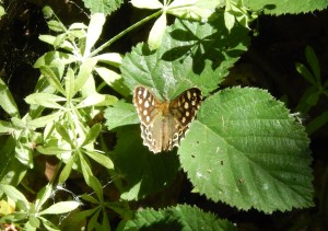 Speckled Wood in the sunshine