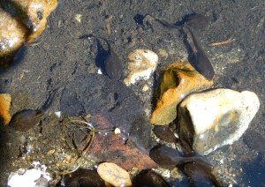 Toad Tadpoles (Toad-poles?)