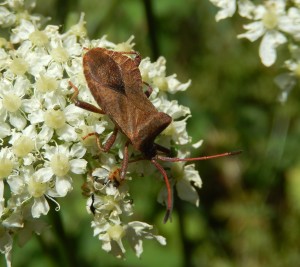 A brown Shield Bug cf Coreus on Hogweed