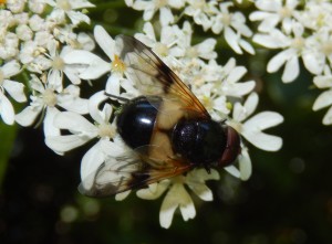 Hoverfly Leuzozona leucorum