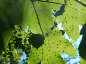 Array of Aphids on translucent Sycamore leaves