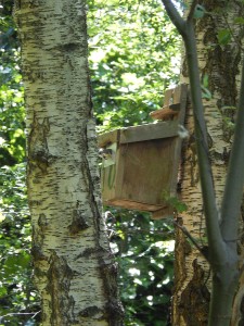 Great Tit feeding brood in Nest Box 10