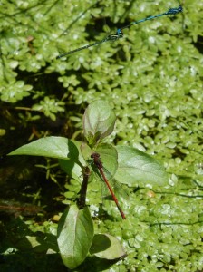 Azure pair over Large Red Damselfly