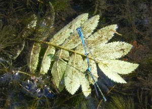 Ovipositing pair of Azure Damselflies