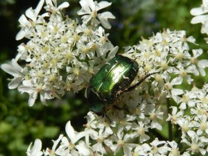 Rose Chafer Beetle on Hogweed, dorsal view