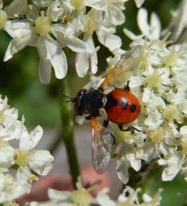 amazing fly red abdomen black spots