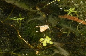 China Mark Moth laying eggs on pond weeds