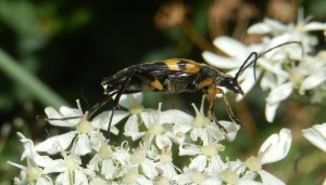 Wasp Beetle