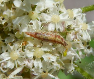 Neuropteran (Lacewing) larva