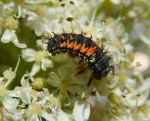 Ladybird Larva