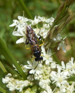 'Marmalade' Hoverfly dorsal view