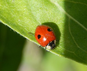 Two-Spot Ladybird