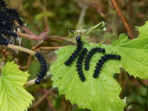 Eat me if you dare - Aposematic caterpillars of Peacock Butterfly