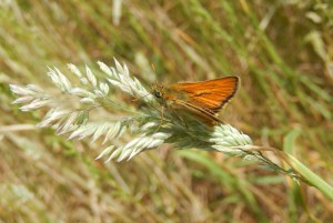 Small Skipper