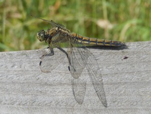 Migrant Hawker