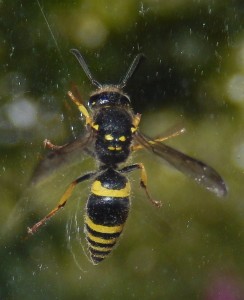 Ancistrocerus cf nigricornis Potter Wasp