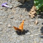 Comma butterfly