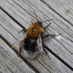 Tree Bumblebee Bombus hypnorum