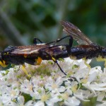 Macrophya Sawflies mating on Hogweed 