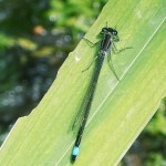 Bluetail Damselfly on Iris