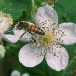 Honey Bee on Bramble flower