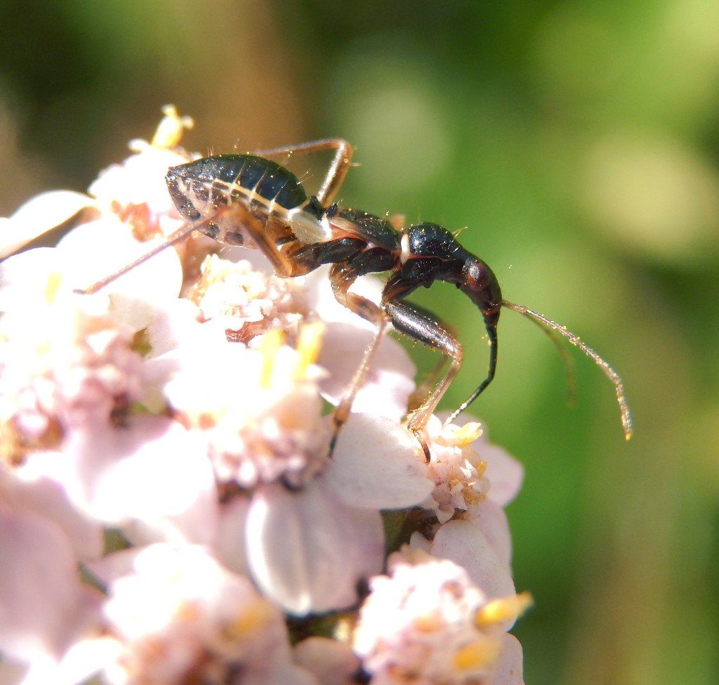 Ant-mimic predatory bug, Myrmecoris gracilis, on Yarrow