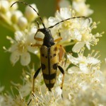 Strangalia maculata, a waspish longhorn beetle