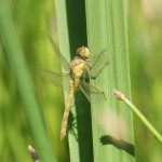 A teneral (new) darter