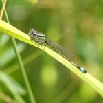 Immature male Common Bluetail damselfly