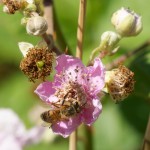 Bee on Bramble flower