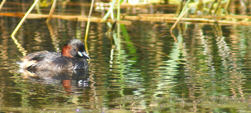Dabchick in glorious dress, with wiggly reflections