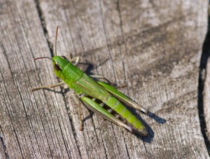 Meadow Grasshopper