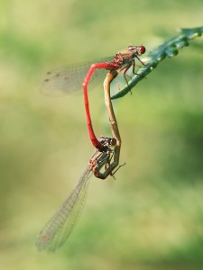 Small Red Damselflies in Wheel