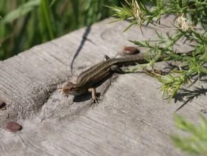Lizard on boardwalk