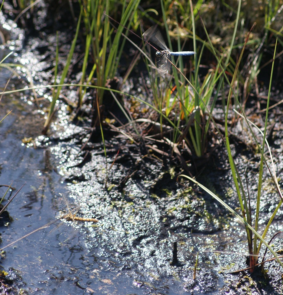 Keeled Skimmers - male guarding, female laying