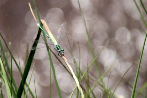 Emerald Damselfly