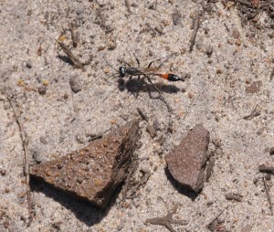 Sand-Wasp Ammophila pubescens