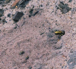 Bee-Wolf digging burrow. She will catch a bee and use it to provision her nest.