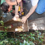 Making croc coffins (plant boxes) for the car park