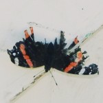 Red Admiral - battered but still flying