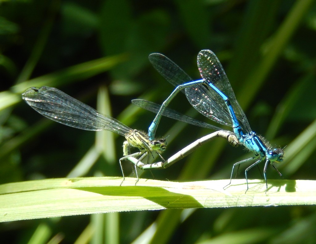 Azure Damselfly Wheel