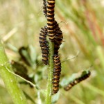 Cinnabar Moth Caterpillars on Ragwort