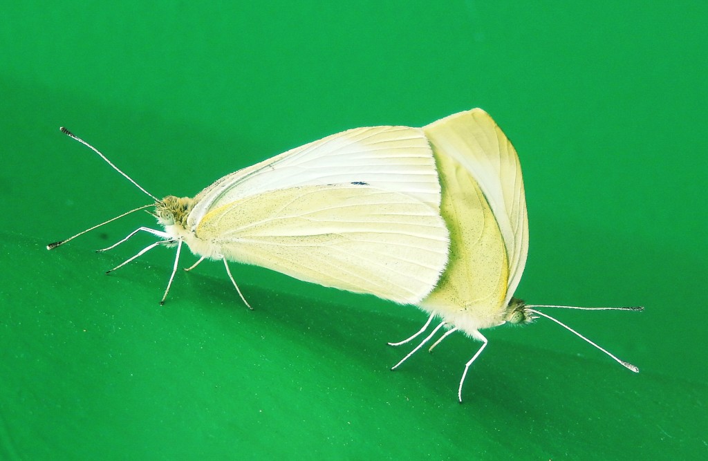 Small White Butterflies mating on green shed