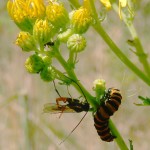 Ichneumon attacking Cinnabar larva